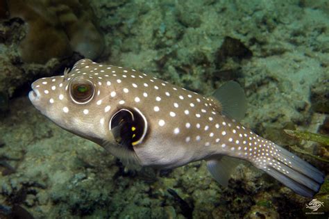 White Spotted Pufferfish Facts And Photographs Seaunseen