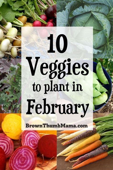 10 Vegetables To Plant In February Zone 9 Organic Vegetable Garden