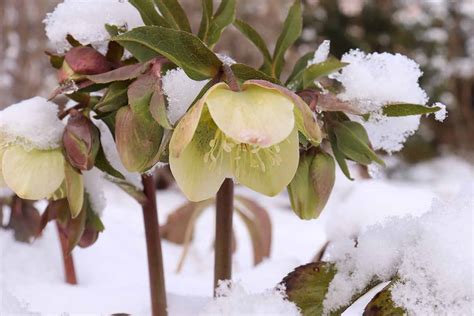 Why Hellebores May Fail To Bloom And What To Do About It
