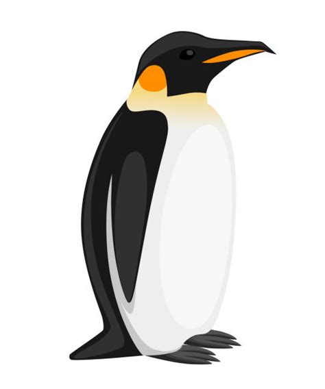 Emperor Penguin Illustrations Royalty Free Vector