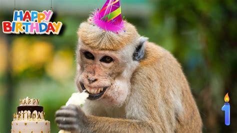 Funny Happy Birthday Monkeys Youtube