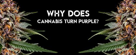 Why Does Cannabis Turn Purple Phenomenon Genetics