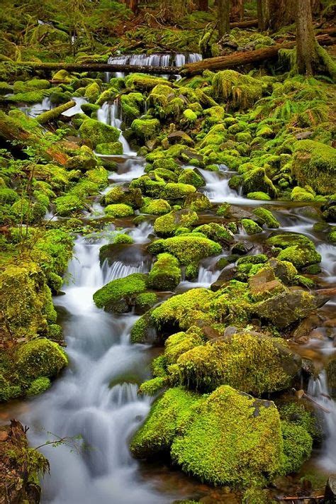 Mossy Stream Photo By Bill Langton Wonderful Stream Through The Moss