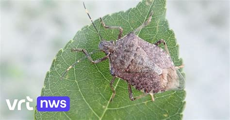 Aziatische Stinkwants Verovert Nu Ook Ons Land En Vormt Bedreiging Voor