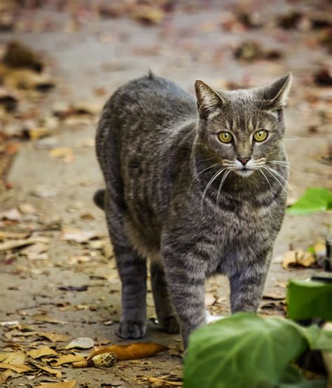 Cat Prowling Free Stock Photos Rgbstock Free Stock Images