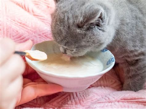 Feast For Your Kitten Kiwidom Cat Blog