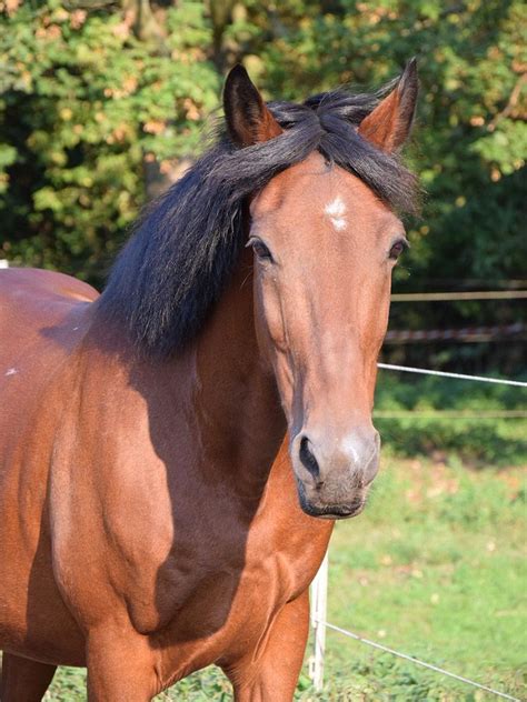 See more ideas about jigsaw puzzles, horses, jigsaw. Horse - Free Jigsaw Puzzles Online
