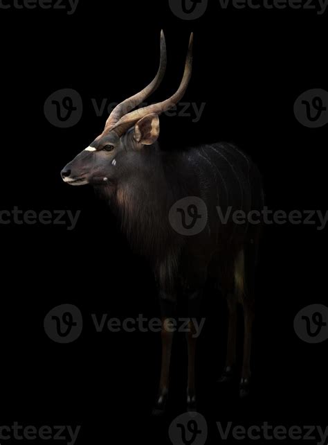 Male Nyala Standing In The Dark 7440179 Stock Photo At Vecteezy