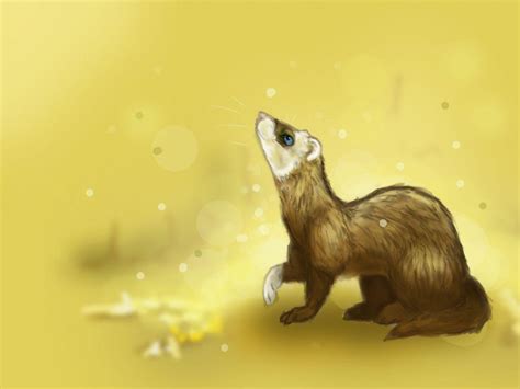 Ferret Wallpapers Wallpaper Cave