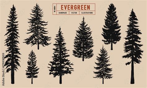 Vetor De Evergreen Tree Silhouette Vector Illustration Hand Drawn Do