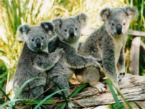 Koala The Biggest Animals Kingdom