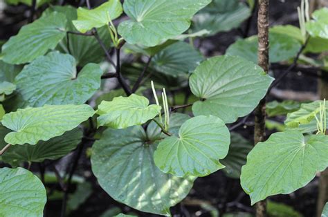 Kava Safety Kava Interactions Kava Liver Damage And More