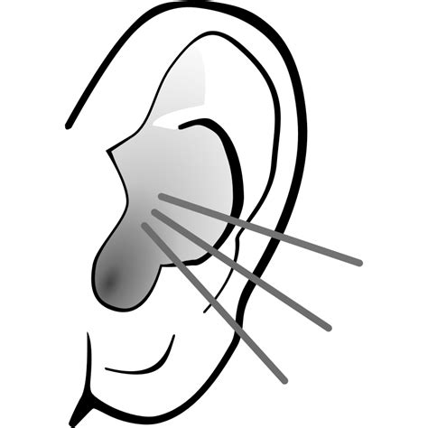 Clip Art Of An Ear Clipart Best