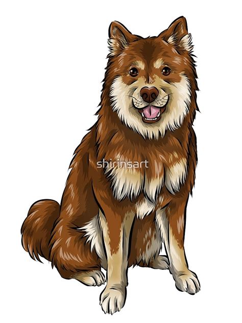 Finnish Lapphund Dog Chocolate And Tan Poster By Shirinsart Redbubble