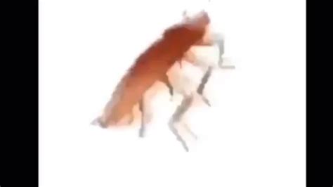 cockroach dancing meme youtube