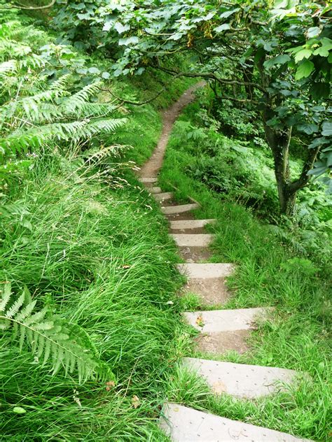 Free Images Tree Nature Forest Path Plant Hiking Trail Field