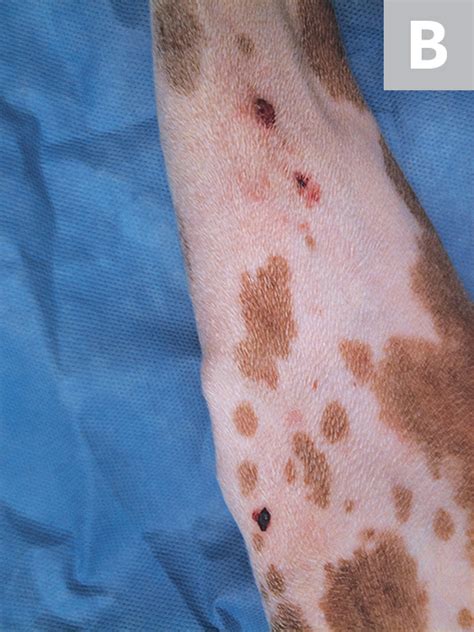 Actinic And Nonactinic Dermal Squamous Cell Carcinoma In Dogs Clinician
