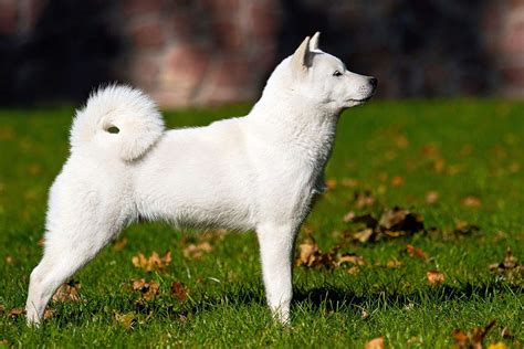 Hokkaido Dog Breed Information And Characteristics Daily Paws