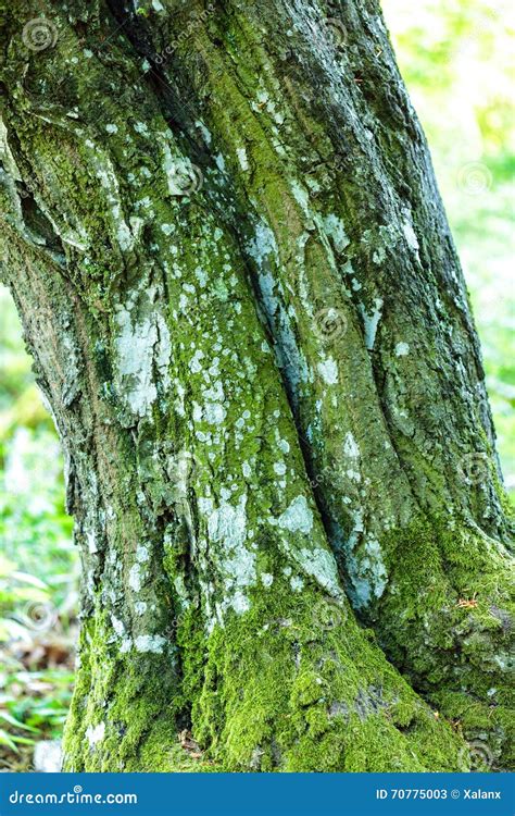 Beech Tree Bark Stock Image Image Of Solid Bark Beech 70775003