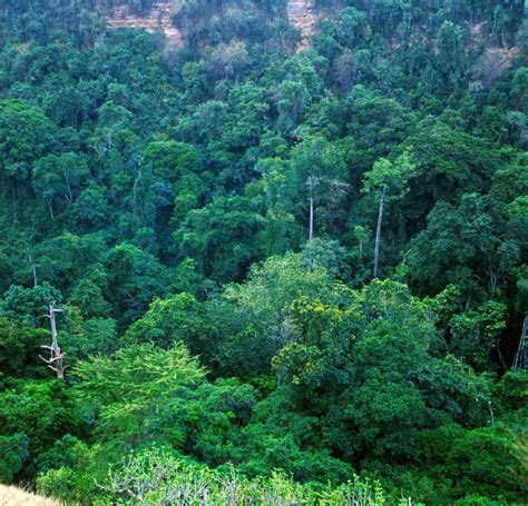 6 Different Types Of Forests In Africa Naturenibble