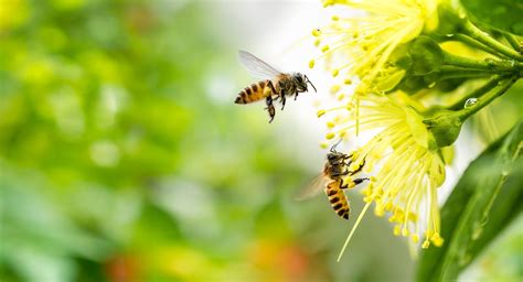 And these bees, dutifully helping lonely plants have sex, aren't alone. Things Humans Can Do To Help Save Bees - WorldAtlas