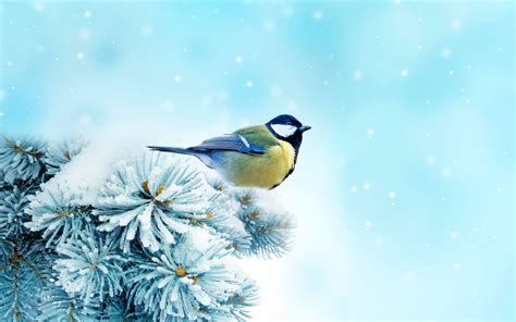 37 Winter Birds And Animals Wallpapers Wallpapersafari
