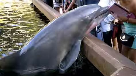 Playful Dolphin At Seaworld Snatches Womans Ipad Splashes Everyone