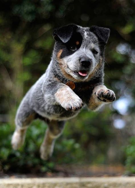 Blue Heeler Puppy Jump Aussie Cattle Dog Austrailian Cattle Dog