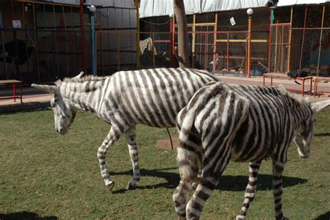 Animals At The Gaza Zoo Zimbio