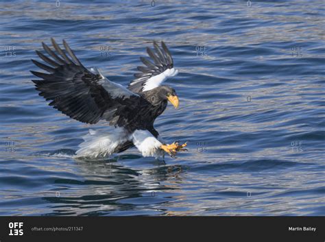 Stellers Sea Eagle Catching Fish Stock Photo Offset