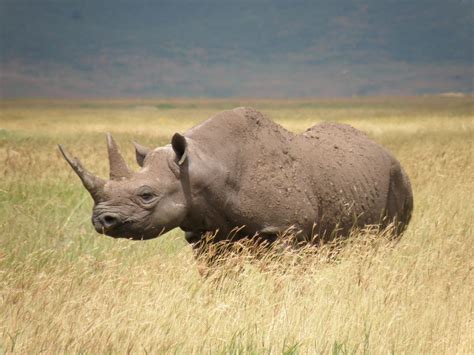 Western Black Rhino Declared Extinct Cnn