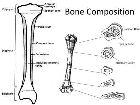 Long Bone Diagram Inside Ppt Bone Composition Powerpoint