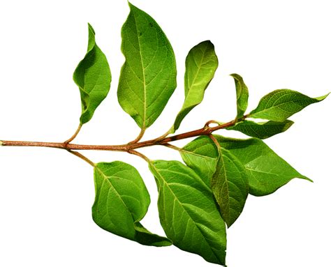 Leaf Branch Png 10 Free Cliparts Download Images On Clipground 2023