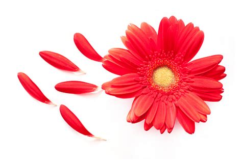 Red Daisy Flower With Some Petals Off Isolated On White Stock Photo