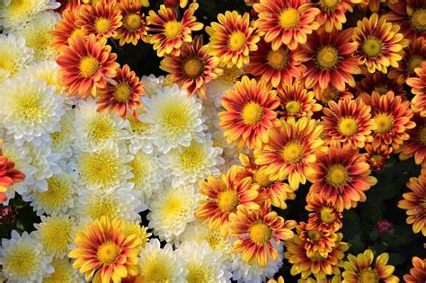 Ultimate Guide To Chrysanthemum Meaning And Symbolism Petal Republic