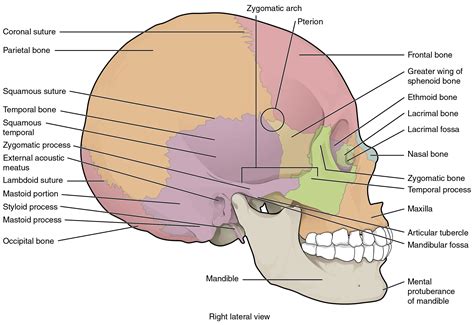 Module 23 Skull And Muscles Of The Face Anatomy 337 Ereader