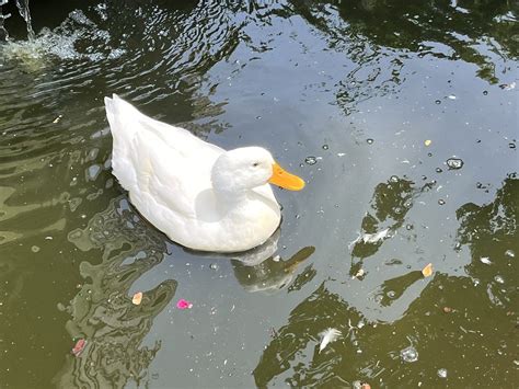 Jack 🍃🪷 On Twitter I Met The Most Photogenic Duck In The World Today