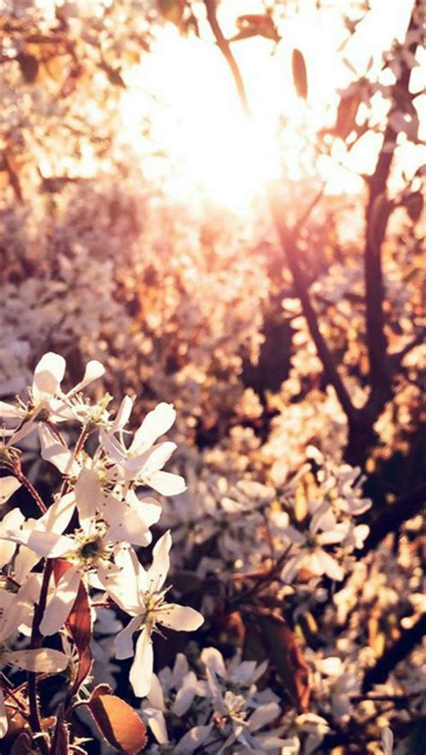 Tree Flower Blossom Spring Nature Iphone Wallpapers Free Download