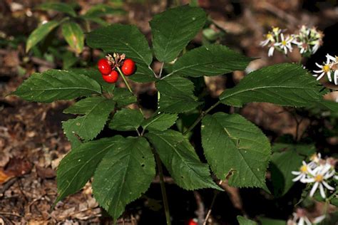 45 Gorgeous Wild Ginseng Plant Ideas That You Need To Have In Your