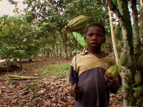 Child labor in ghana cocoa production: Tulane publishes cocoa child labor report: 21% rise in ...