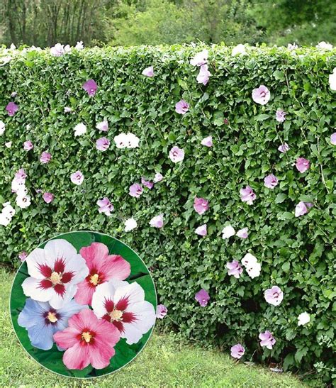 Verkahlen können sie verhindern indem sie den hibiskus sehr. Schnellwachsende Hecken für individuelle Gartengestaltung ...