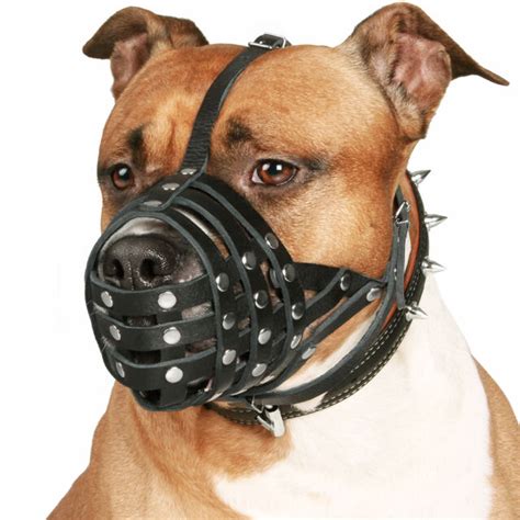 Are Muzzles Bad For Dogs When And How To Use It Pet Fact