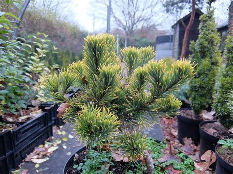 Pinus Mugo Carstens Wintergold Stafford Lake