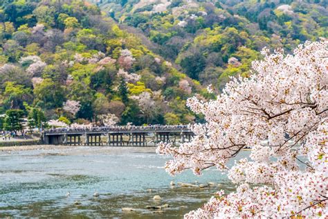 The Best Spots To See Cherry Blossoms In Kyoto Gaijinpot Travel All In One Photos