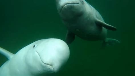 Quebec Invests 21m To Help Endangered Belugas In The St Lawrence