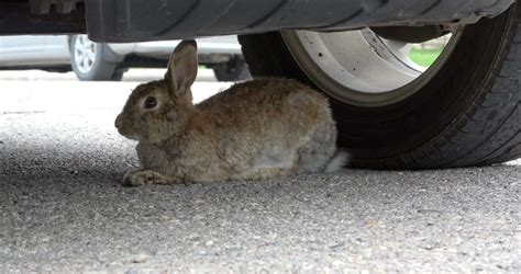 Wild Rose Rabbit Rescue Combating Calgarys Feral Rabbit Problem Abandoned Rabbits