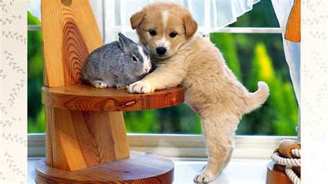 Bunny And Puppy Dog Full Hd Desktop Wallpapers 1080p