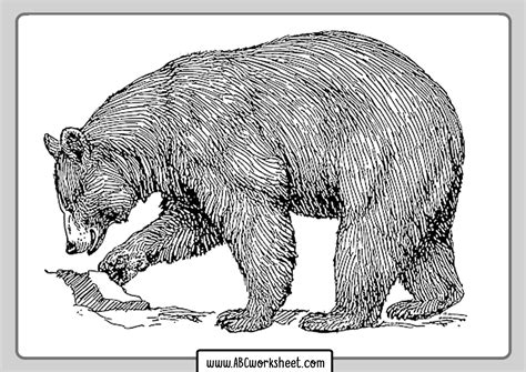 grizzly bears coloring pages