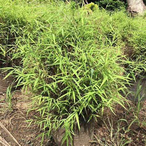 Bamboo Grass Gowthami Nursery