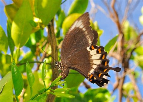 Fuscous Swallowtail Butterfly Papilio Fuscus